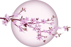 Japon - cerisier