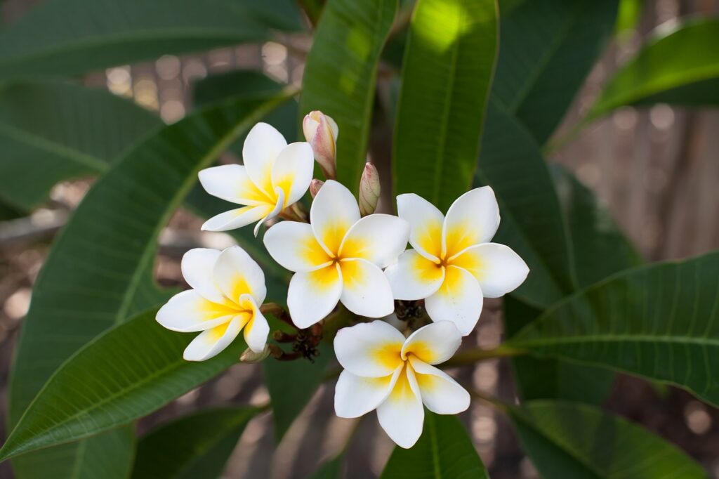 fleur du frangipanier, fleur officielle de Phetchaburi